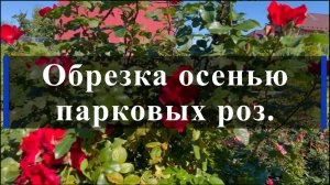 Обрезка осенью парковых роз.