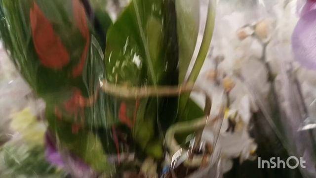 Завоз орхидей в Оби/01.10.25/