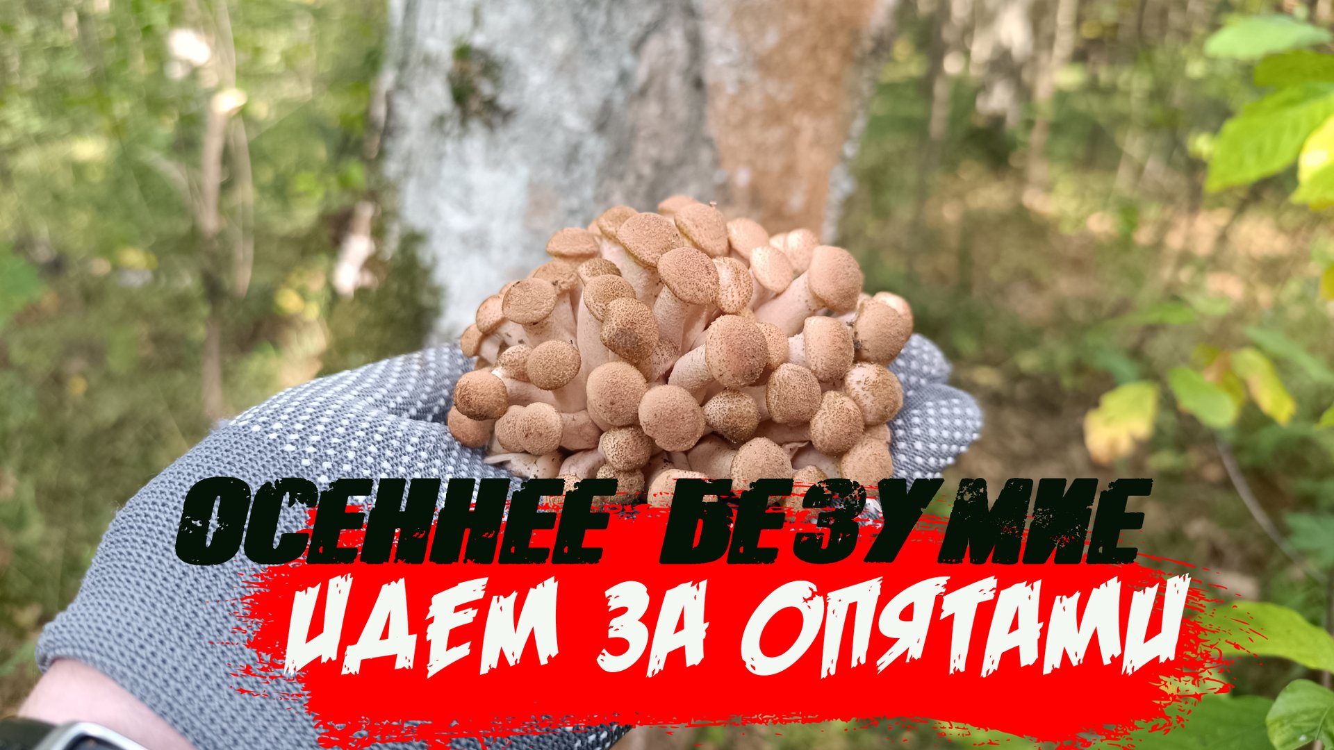 ОСЕННИЕ ОПЯТА❤🔥 Любимый сбор грибов на заготовку смотреть онлайн