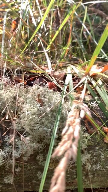 Мхи, грибы, солнце