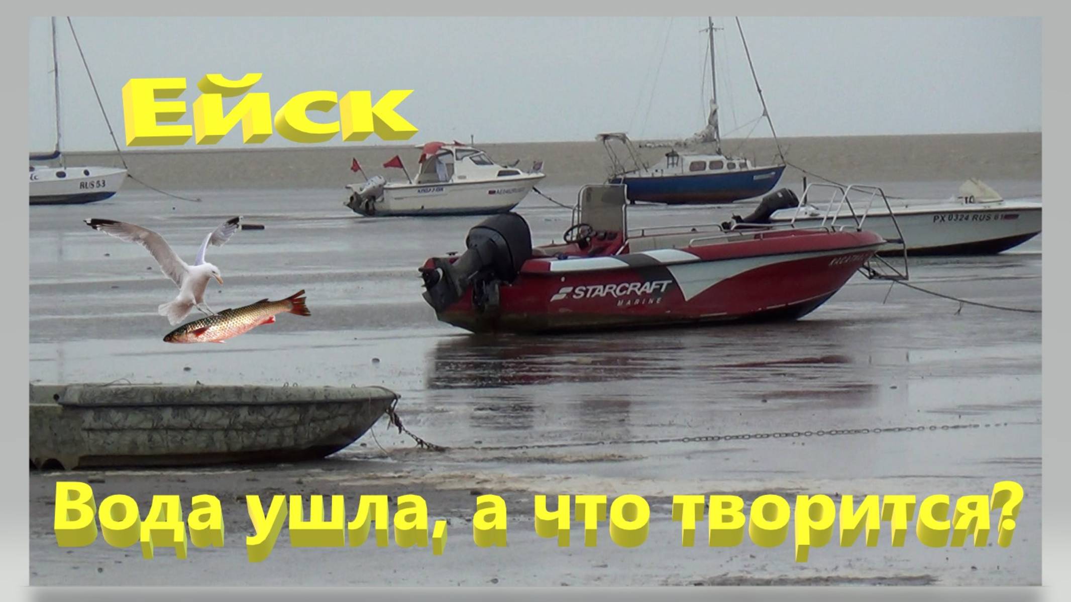 Воду угнало. Что творится на пляжах. Рыбу хоть руками собирай. Ейск. смотреть онлайн