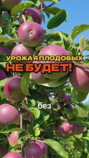 Как защитить плодовые?