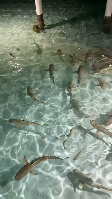 Отдых на Мальдивах  #maldives#мальдивы#villapark#sunisland#shark#акулы#отдыхнамальдивах#виллапарк