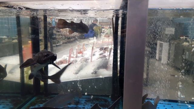 живая фауна