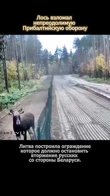 Лось взломал Прибалтийскую оборону смотреть онлайн