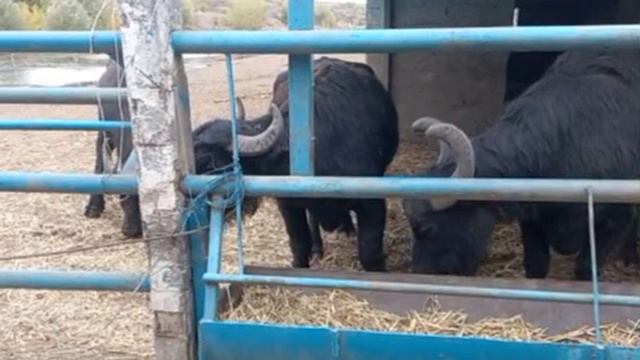 Yak смотреть онлайн