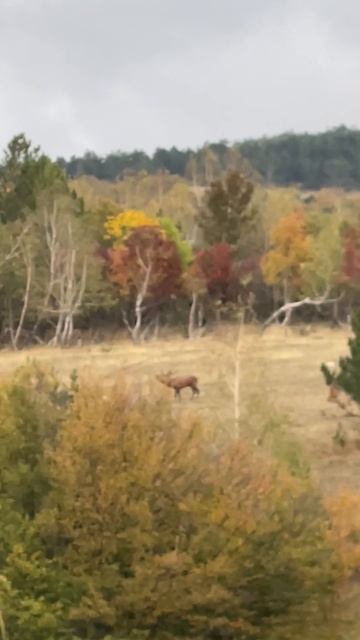 Олень благородный в брачный период. смотреть онлайн