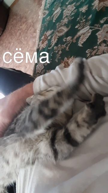 сёма смотреть онлайн