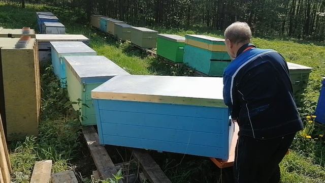 Легко и быстро переставляю ульи-лежаки на увеличенную рамку, один без помощников в 60 лет смотреть онлайн