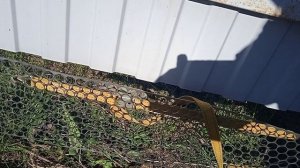 Чем заделать низ забора.