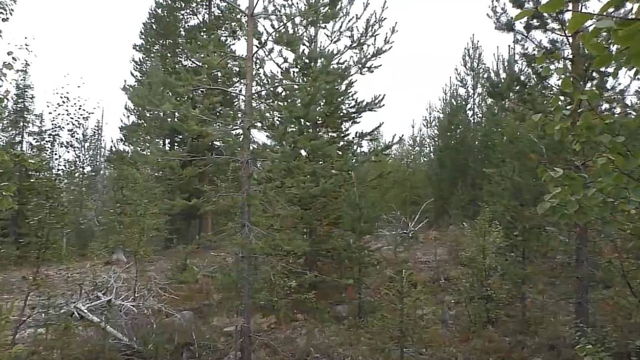 Север 2023. Лес. Прогулка. Разговор. 29.08.23. смотреть онлайн