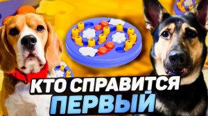 Битва сильнейших| Интерактивная игрушка для собак, кто справится быстрее?