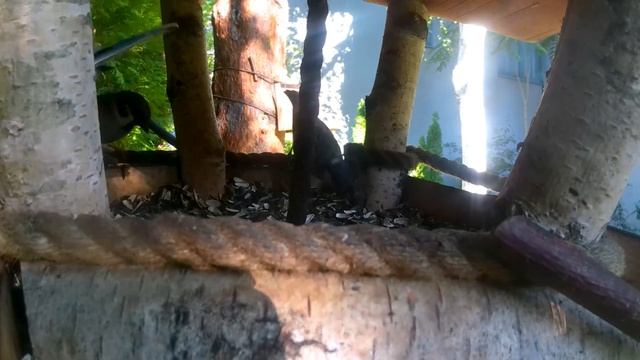 синички завтракают смотреть онлайн