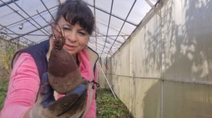 Собираю урожай свеклы. Что у меня выросло? Навожу порядок во дворе. Жизнь семьи в деревне.