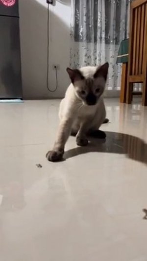 Котя в шоке 😮👍