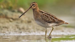 Звук бекаса, токование бекаса. Звук бекаса возле водоема