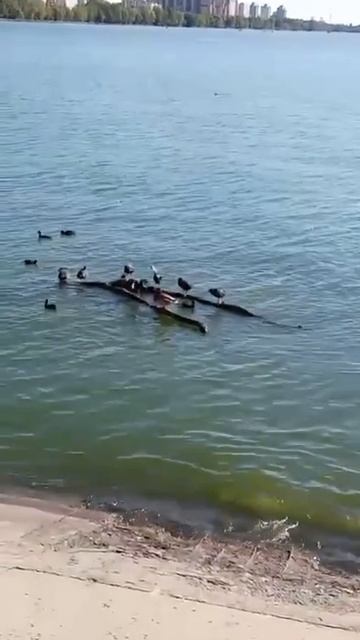 Утки на катере.