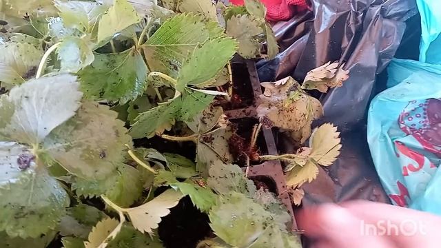 привезла рассаду клубники в кассетах, всё доехало хорошо... смотреть онлайн