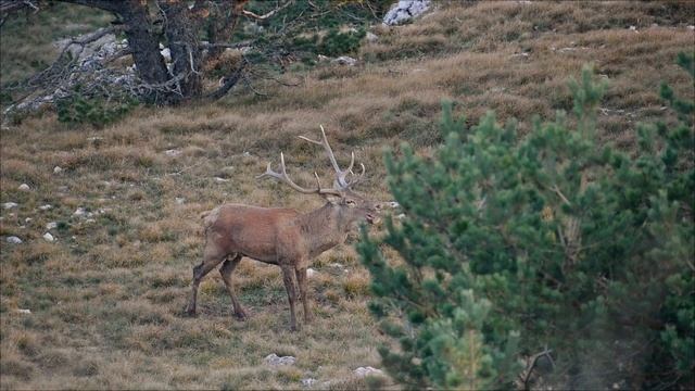 Гон у копытных. смотреть онлайн