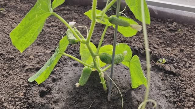 Осенние огурцы