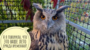 Сова Ёль покрылась первым инеем. Пёс Кубик догнал автолавку. Набрала ведро лягушек. Журавли клубятся