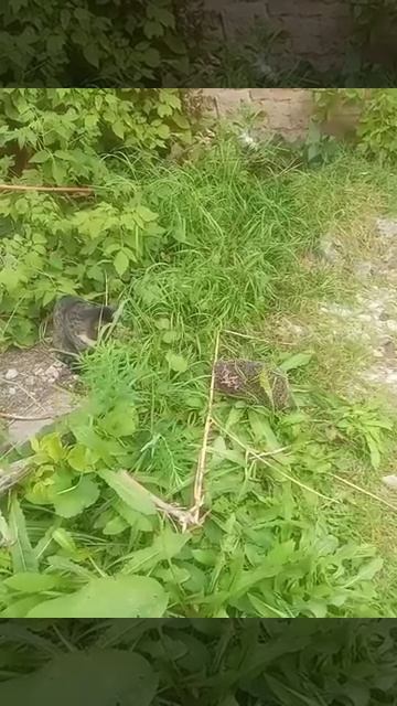 кот и ёж 🦔🦔🦔 смотреть онлайн