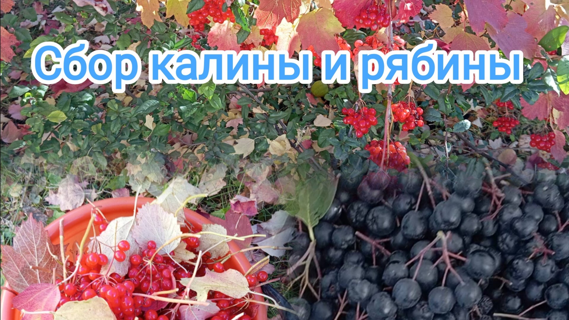 Сбор калины и рябины смотреть онлайн