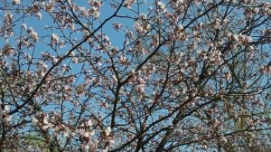 Как цветет сакура в России