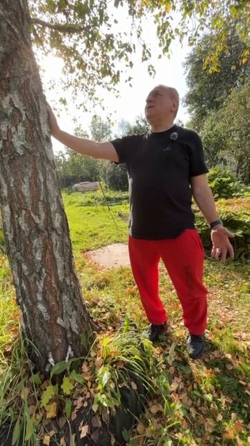 Мудрое дерево смотреть онлайн