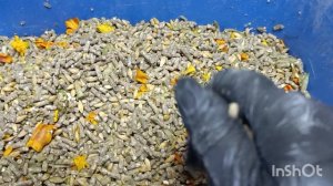 01-10-2025. Бархатцы от паразитов 🐔