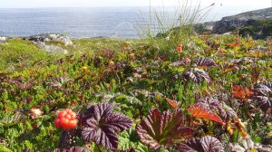 Белое море 2025 год.  часть 3