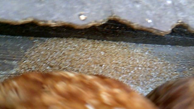 Кормление курочек 1 октября 2025