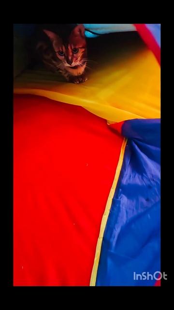 Бенгальская кошечка с жёстким характером🐱 смотреть онлайн