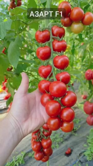 Сорта и гибриды томата - Добрые Семена.ру - Райдер СНГ