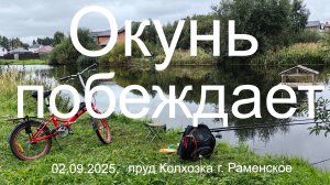 Окунь побеждает. 02.09.2025. Пруд Колхозка. г. Раменское. Рыбалка в Подмосковье.