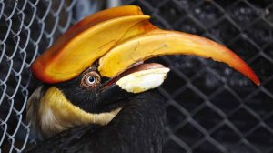 Индийский калао сбежал из Ленинградского зоопарка