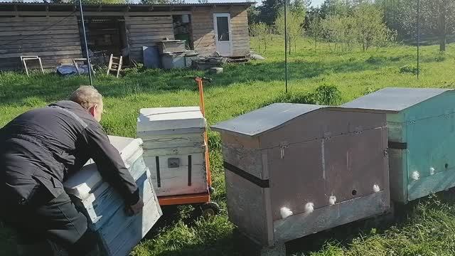 Изругался пока установил ульи Дадан с пчёлами, а ульи лежаки Якимова без проблем десятками ставлю смотреть онлайн