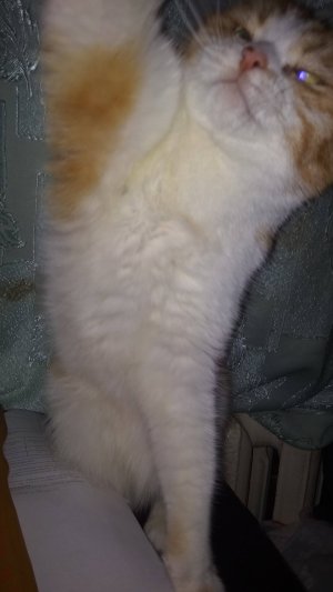 Каты и вот.....!😆