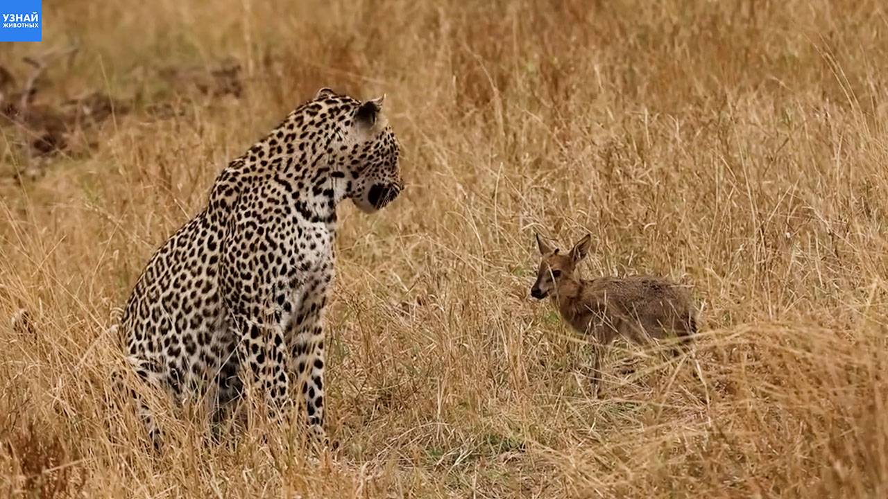 Леопард решил подружиться с добычей? Два леопарда охотятся на антилоп! смотреть онлайн