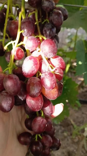 БЕРДЯНСКОЕ НАСЛАЖДЕНИЕ КИШ МИШ. +79900274169, +79900274170