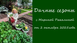 Дачные сезоны 25 октября 2025 года