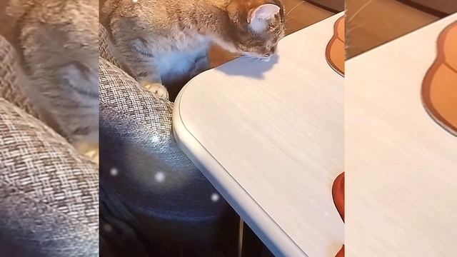 1000097620.mp4Разгромный обзор на канал "Ольга Уралочка лайф": Цирк уродов, или Как не надо вести .# смотреть онлайн