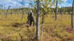 На болоте ,собираем клюкву .