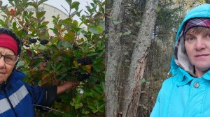 Наконец-то посадили чеснок 🧄.