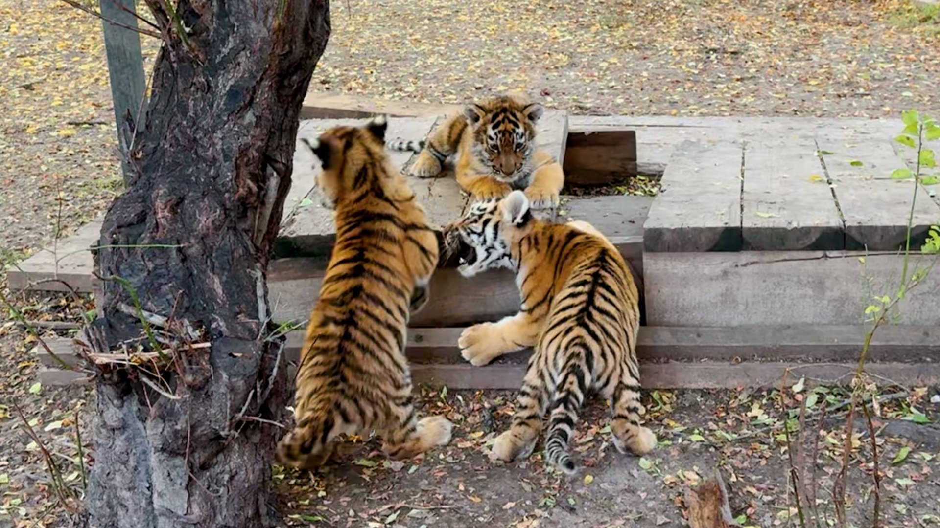 Белые тигры настолько ленивы, что пьют не вставая из "бассейна"! Тигриная семья с тремя детьми. смотреть онлайн