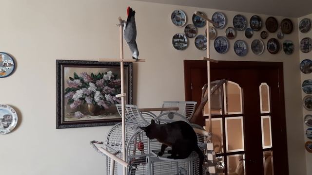 Попугай Жако Ники.mp4