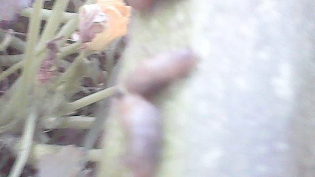 Срезаю кабачок сорта Цукеша с нашего третьего растения