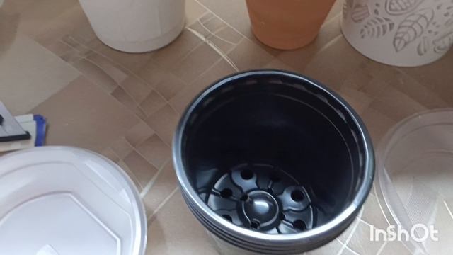 Ну вот клубни глоксиний пошли на покой! Ну есть много сеянцев 🌱
Так что ждем цветения на новый год смотреть онлайн