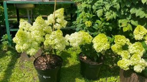 Какие сорта метельчатых гортензий я  купила в питомнике Аннабель.