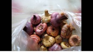 Как сохранить луковицы гладиолусов до весны. Гладиолусы. Когда выкапывать гладиолусы.